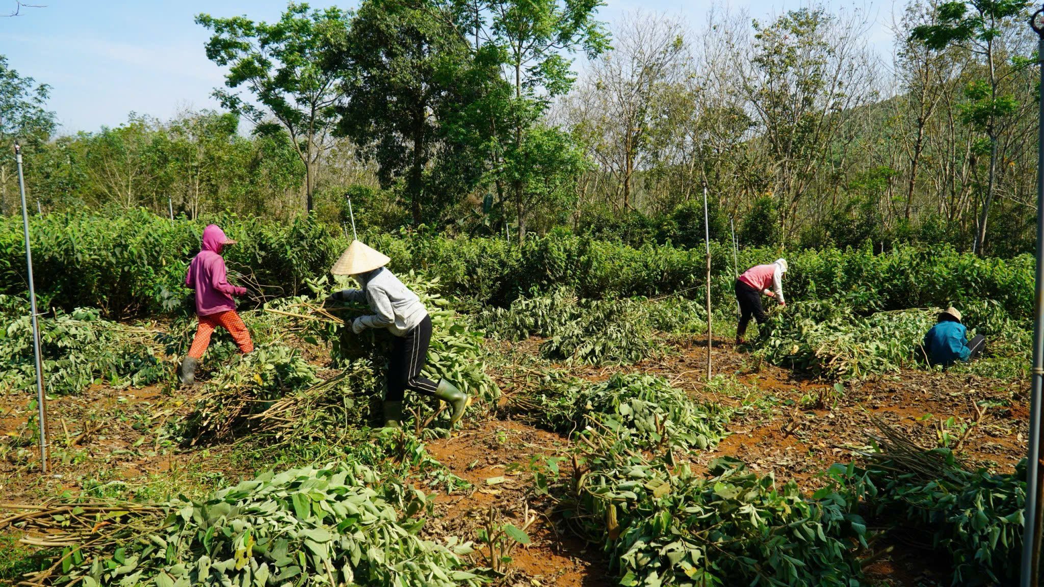 Cam Lo strives to soon become a medicinal center, the first district to meet advanced new rural standards in Quang Tri province.