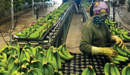 Exportaciones de frutas y hortalizas alcanzan casi 2.000 millones de dólares en los primeros 4 meses de 2024