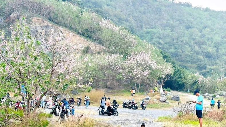 Many tourists come to Con Heo Hill to check-in with do mai flowers.