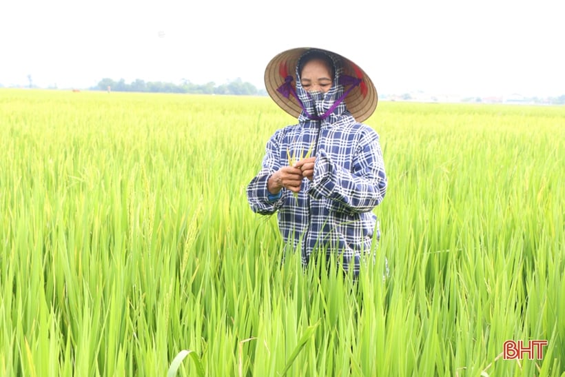 Nearly 30,000 hectares of summer-autumn rice in Ha Tinh have bloomed.