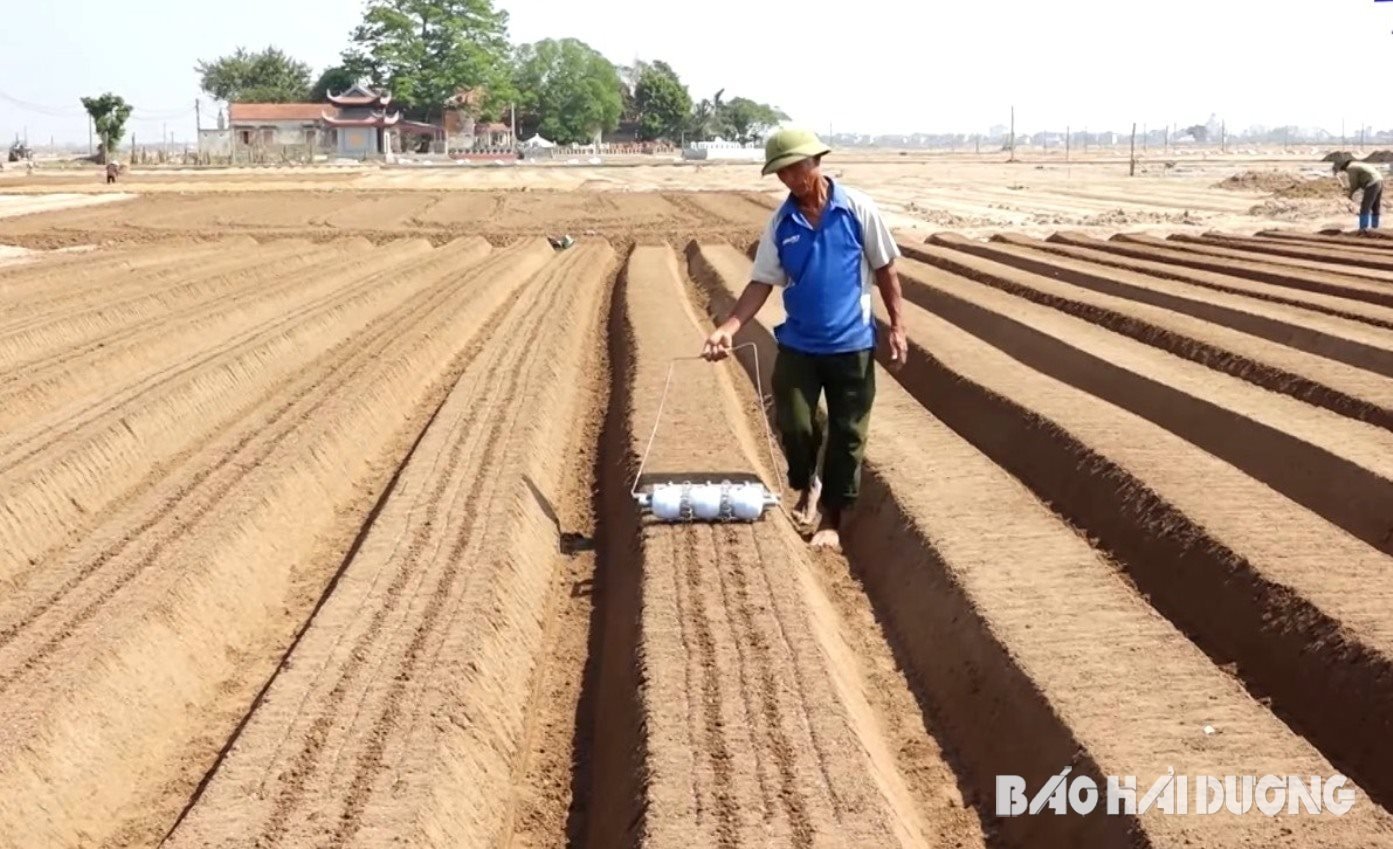 Cam-giang-sembrado en más de 480 ha de podredumbre de ca (1)