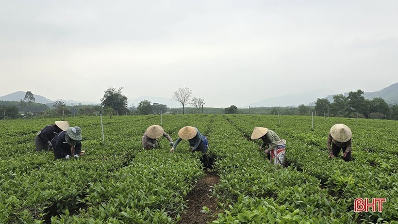 Người trồng chè bắt đầu vụ thu hoạch quan trọng nhất năm