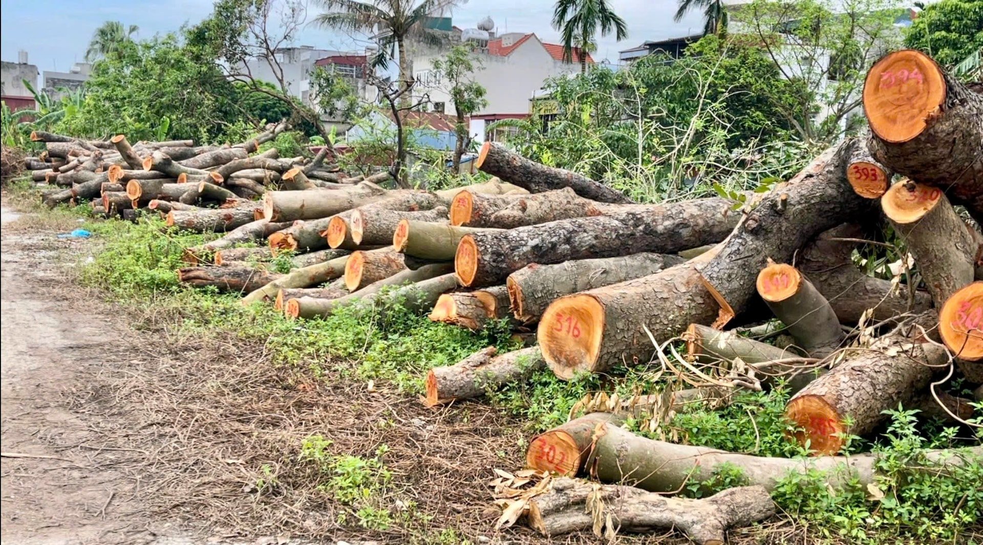 La ciudad de Hai Duong liquida más de 300 metros cúbicos de madera de árboles caídos por la tormenta No. 3