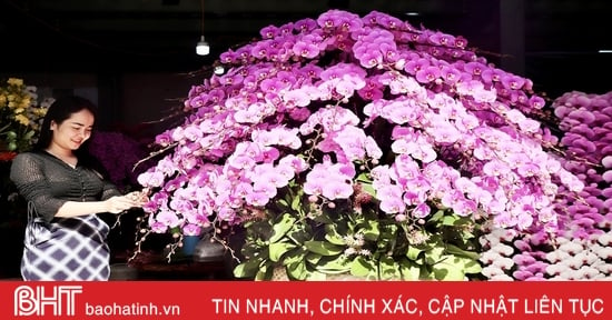 Des pots d'orchidées Phalaenopsis géants, coûtant des centaines de millions de dongs à Ha Tinh