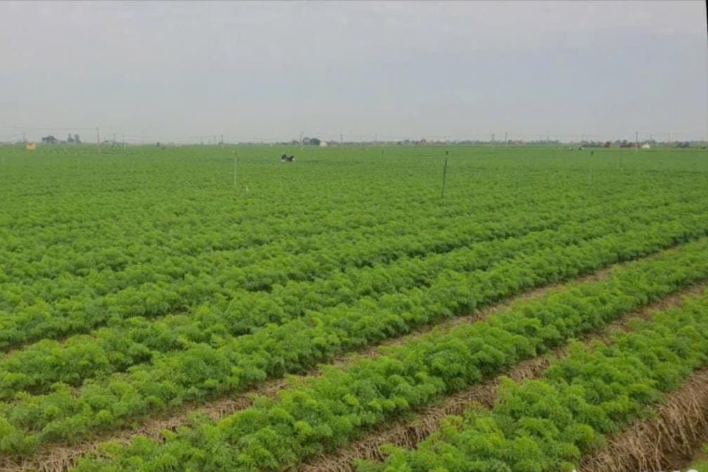 Harvesting Duc Chinh carrots 1 month late compared to the season