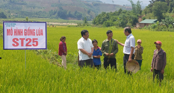 Sr. Ho Quang Cua, padre de la variedad de arroz ST25, en un campo de arroz modelo en la comuna de Dak To Kan (Tu Mo Rong, Kon Tum) - Foto: TIEN TRINH