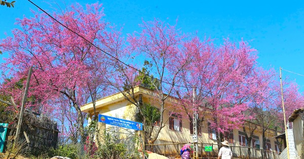 La temporada de floración de los cerezos, de una belleza desgarradora, en la región fronteriza de Nghe An