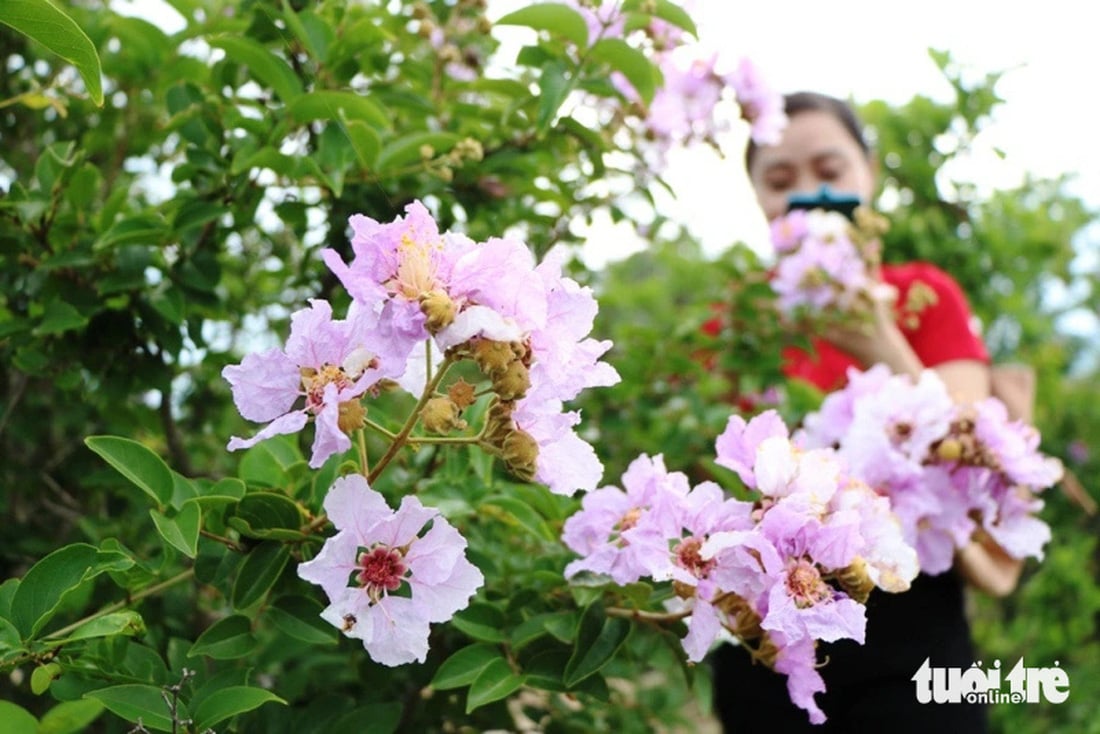 Die violette Farbe der Lagerstroemia-Blüten schmückt eine Ecke des Küstenwaldes – Foto: DUY NGOC