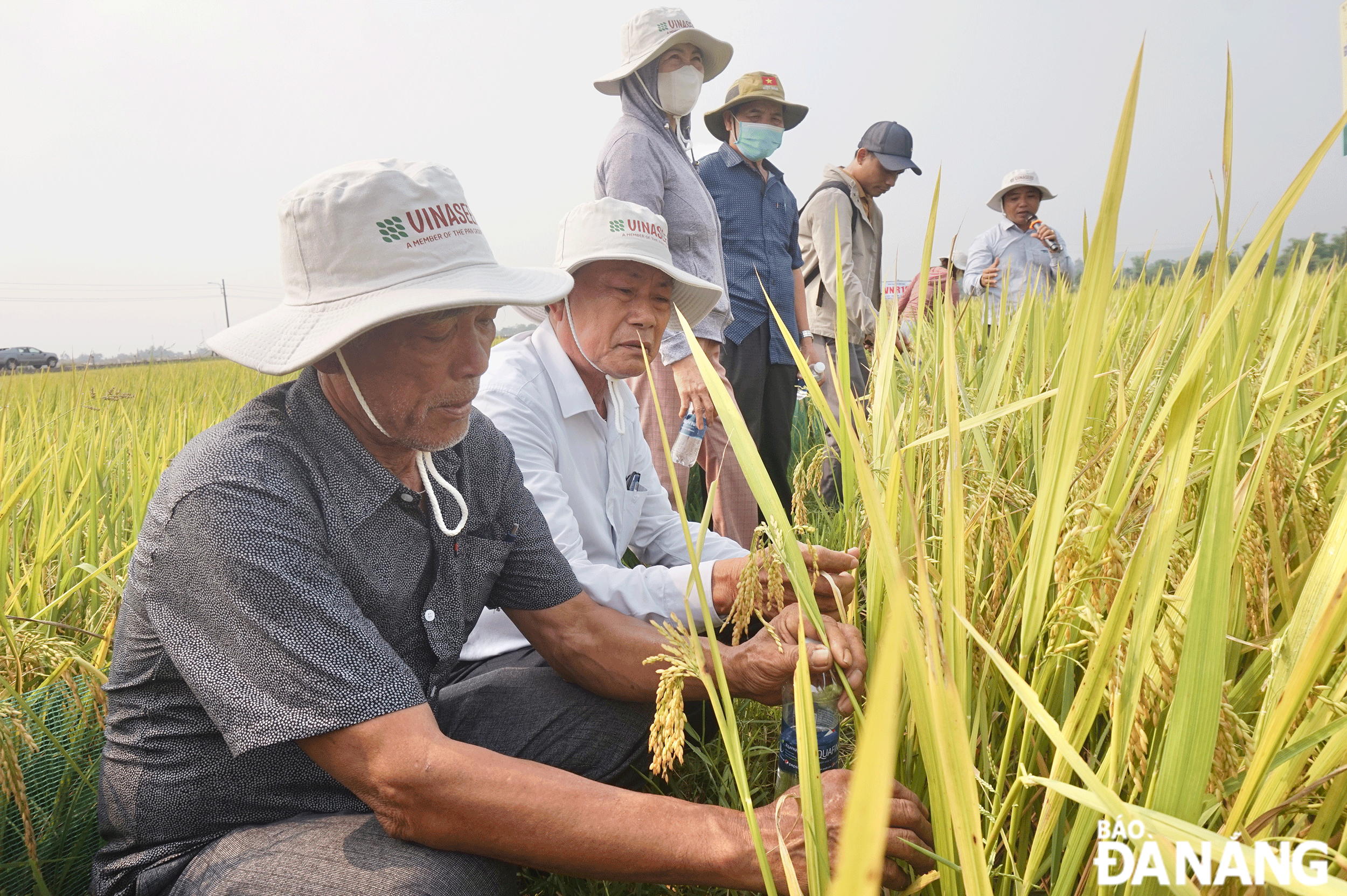 Acceptance of demonstration model of new rice varieties in Duong Lam 2 village, Hoa Phong commune in the 2023-2024 winter-spring crop. Photo: VAN HOANG