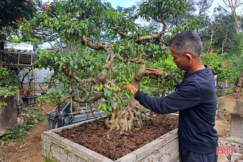 Explora el jardín de bonsáis de mil millones de dólares en Nghi Xuan