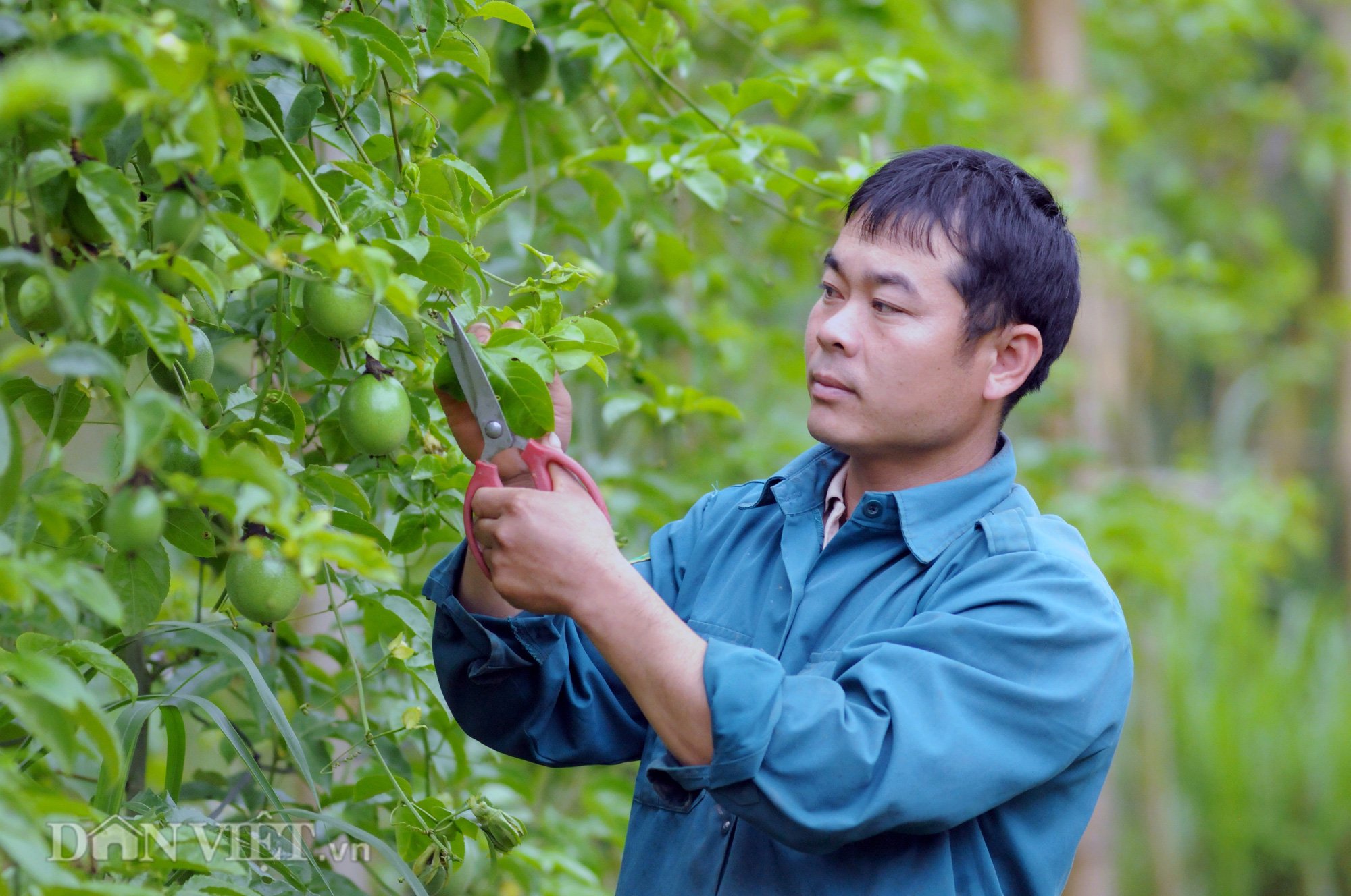 Chanh leo Việt Nam sắp được cấp phép xuất khẩu sang Mỹ - Ảnh 2.