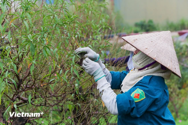 Thủ phủ đào, quất ở Hà Nội rục rịch chuẩn bị hàng cung ứng Tết Nguyên đán