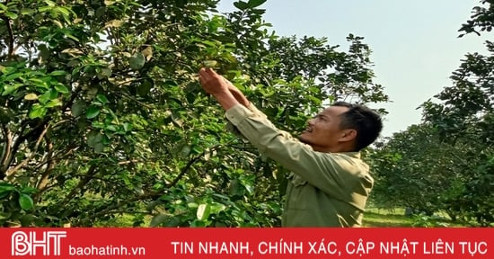 Nông dân Can Lộc chăm sóc cam, bưởi thời kỳ đơm hoa