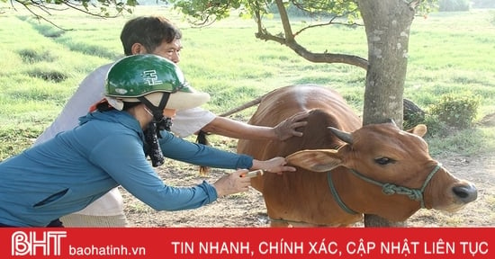 Phong tỏa nguồn lây, tập trung khống chế bệnh viêm da nổi cục trên trâu bò