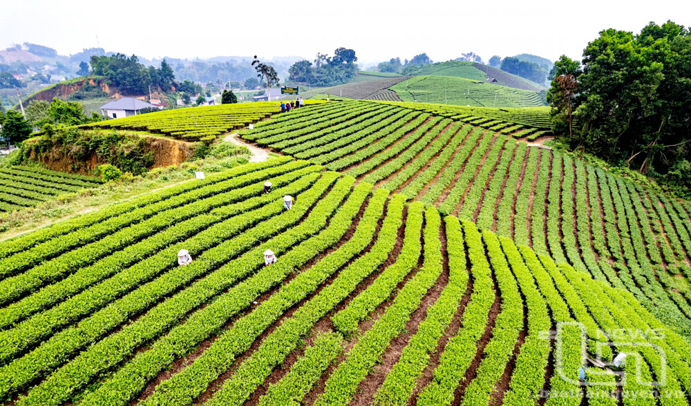 Tea area in Hoang Nong commune - one of the most popular tourist attractions. Photo: L.K