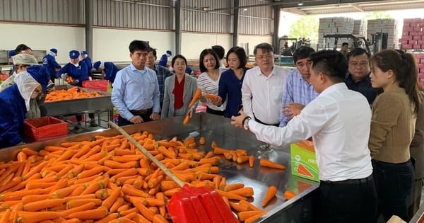 Outstanding Vietnamese farmer from Hai Duong asks the State to support investment in cold storage for carrots