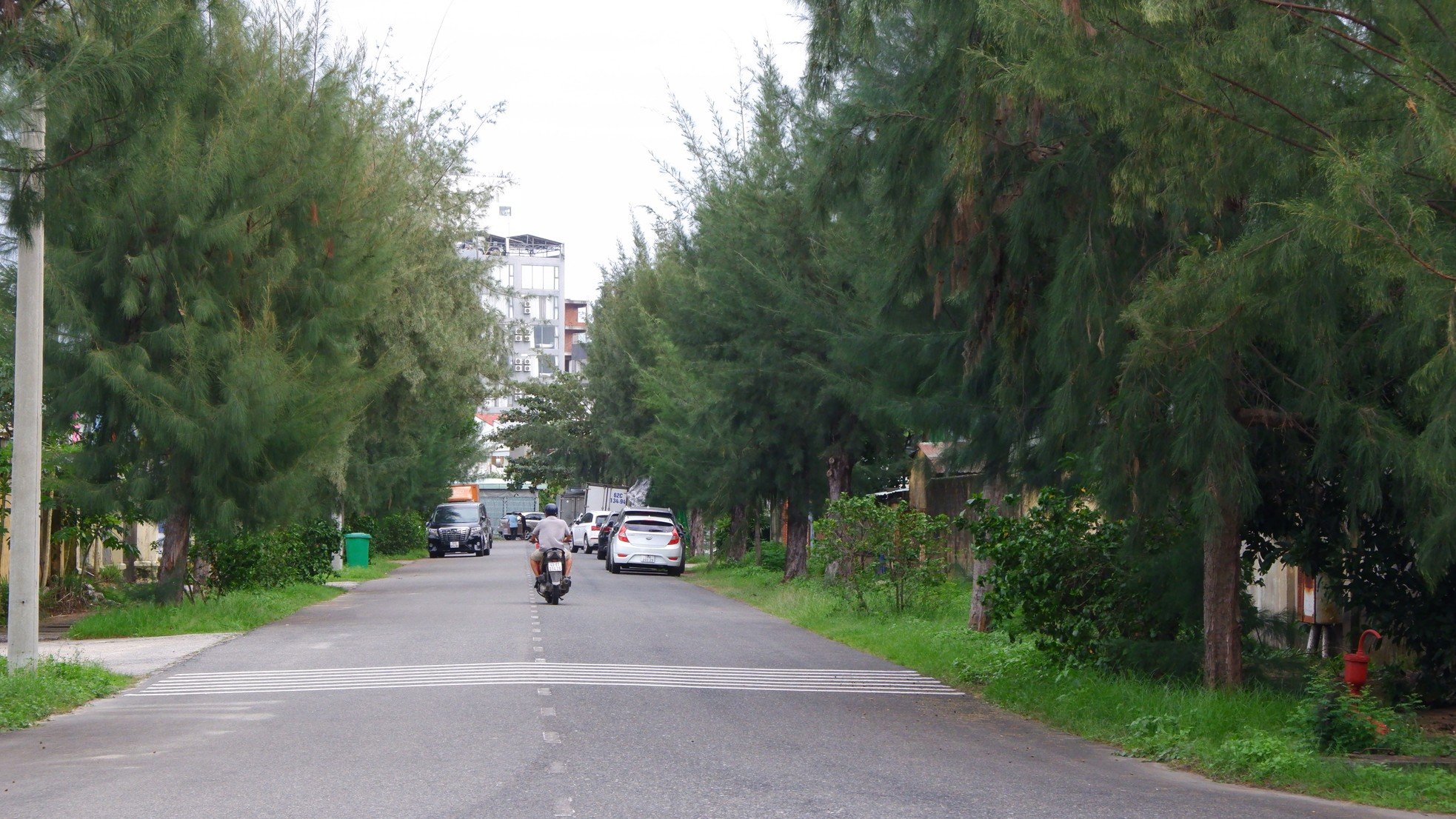 Rangées vertes et fraîches d'anciens arbres casuarina dans le parc industriel de Da Nang, photo 10