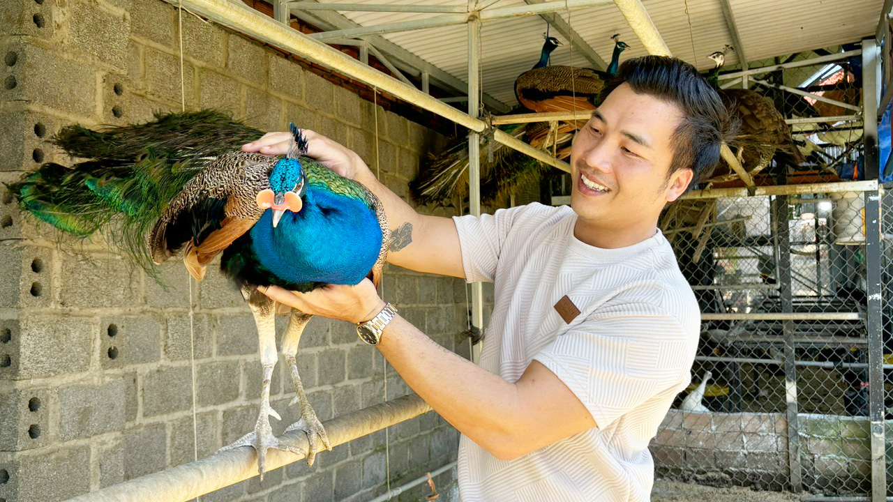 Herr Vu Tien Dat untersucht einen männlichen Pfau.