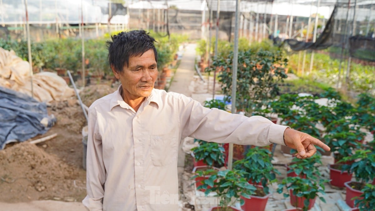 Làng cây cảnh lớn nhất miền Bắc 'làm lại từ đầu' sau bão số 3 ảnh 6