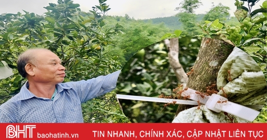 Nuôi kiến vàng bảo vệ cây ăn quả! 