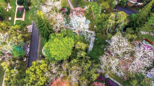 Da Lat is gentle in the season of white Bauhinia flowers