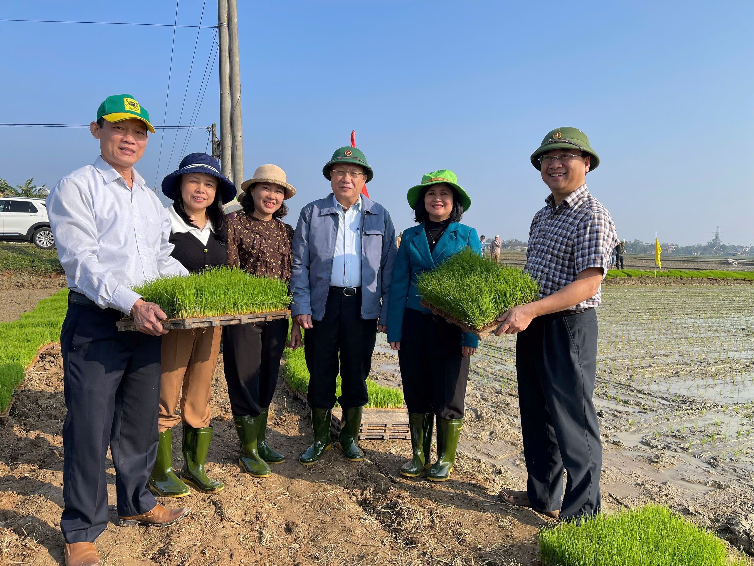 Triển khai mô hình sản xuất lúa hữu cơ sử dụng mạ khay máy cấy và liên kết tiệu thụ sản phẩm