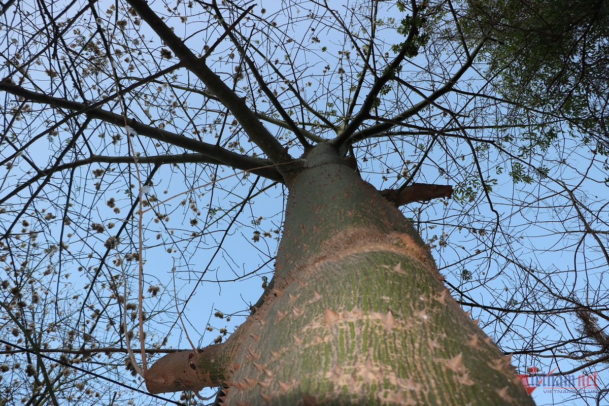 W-bong-gon-o-vung-tau-6-1.jpg