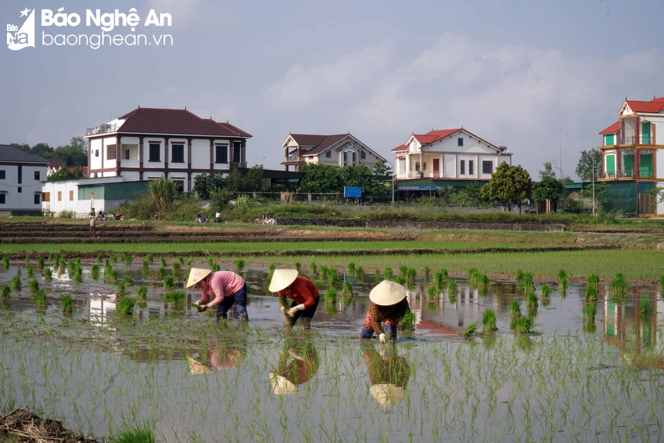 bna_ cấy. Ảnh- Phú Hương.jpg