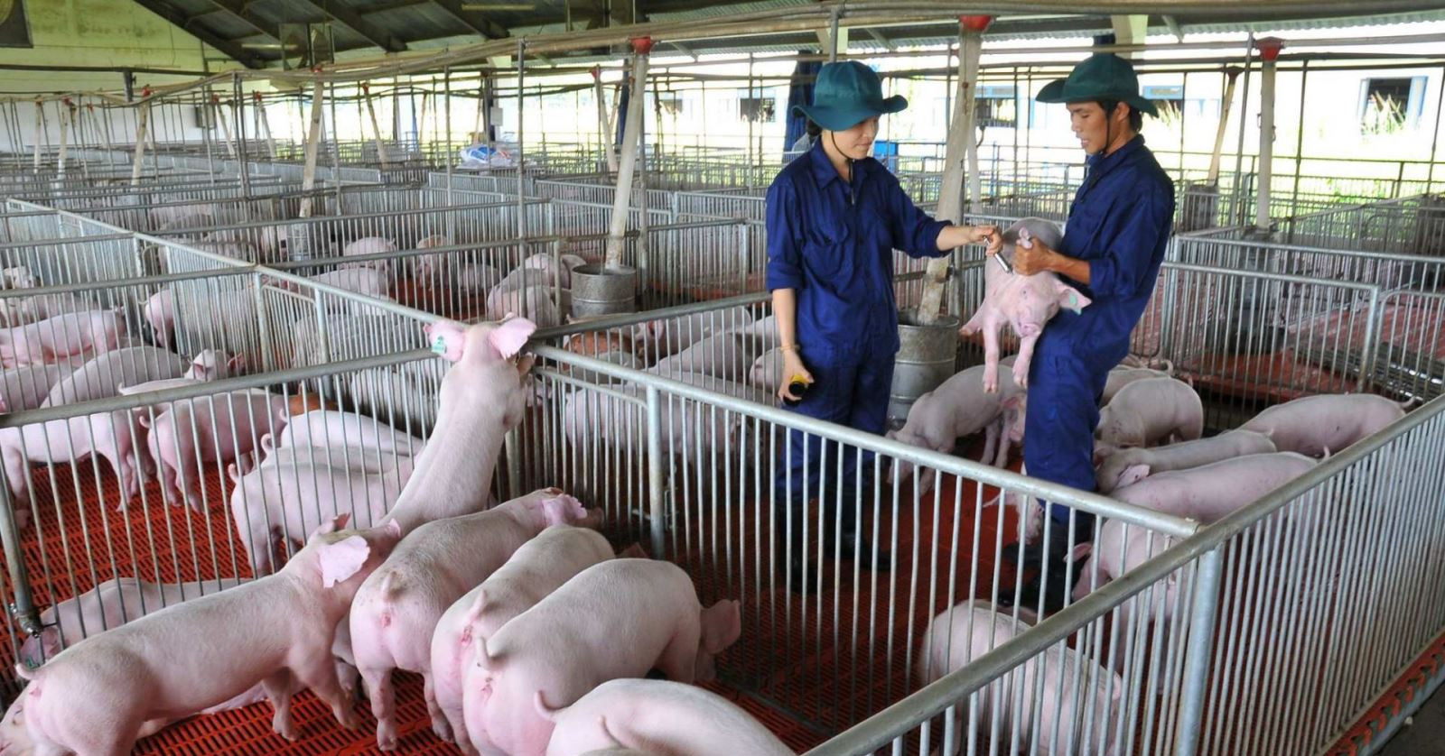 ราคาหมูพุ่งแตะจุดสูงสุดใหม่ ยักษ์ใหญ่ปศุสัตว์ทำกำไรมหาศาล