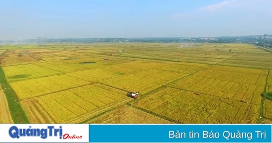 Un año próspero para el sector agrícola de Quang Tri