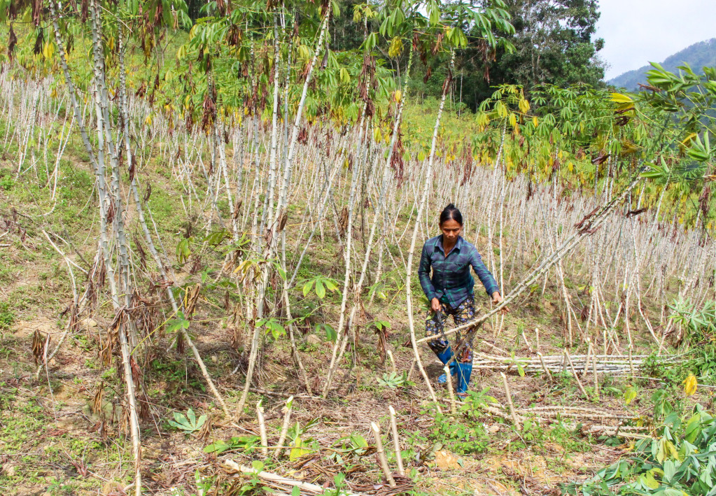 People in some localities in Quang Hoa district have pushed the cassava harvest schedule 20 days earlier than the actual date to have time to harvest sugarcane and plant other crops.