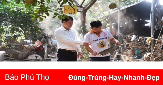 Thành công từ nuôi ong lấy mật