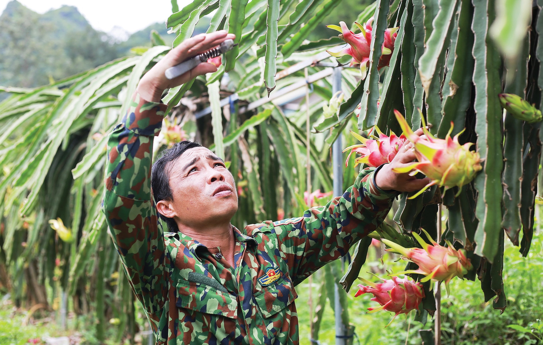 Giải mã hiện tượng vựa trái cây Tây Bắc - Ảnh 3.