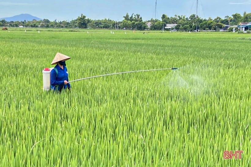 Nearly 30,000 hectares of summer-autumn rice in Ha Tinh have bloomed.