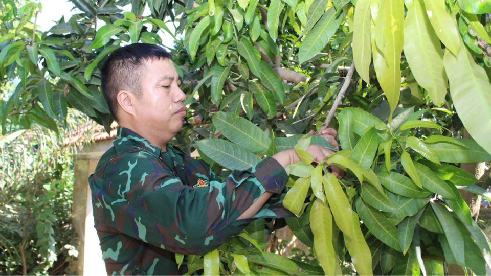 HTX Minh Trọng Tạ Bú: Từ cây xoài truyền thống đến sản phẩm OCOP 3 sao