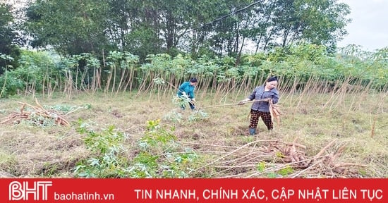 កសិករ​ដាំ​ដំឡូងមី​នៅ​ស្រុក​គី​អាញ់​ពង្រីក​ផ្ទៃដី​ដោយ​រំពឹង​ថា​នឹង​បន្ត​ប្រមូល​ផល​ល្អ​