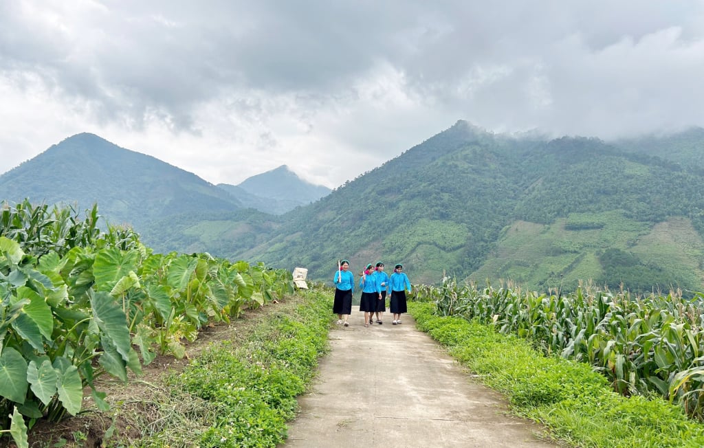 Le district de Binh Lieu encourage l’achèvement et le développement des infrastructures pour aider les minorités ethniques à développer leur économie et à augmenter leurs revenus. Photo : Truc Linh