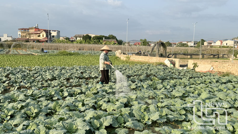 녹색 야채의 가격은 저렴하지만, 툭 두옌 야채 마을(타이 응우옌 시)의 사람들은 여전히 새로운 작물을 재배해야 하는데, 수확기(음력 설)에 녹색 야채를 더 높은 가격에 팔 수 있기를 바라기 때문이다.