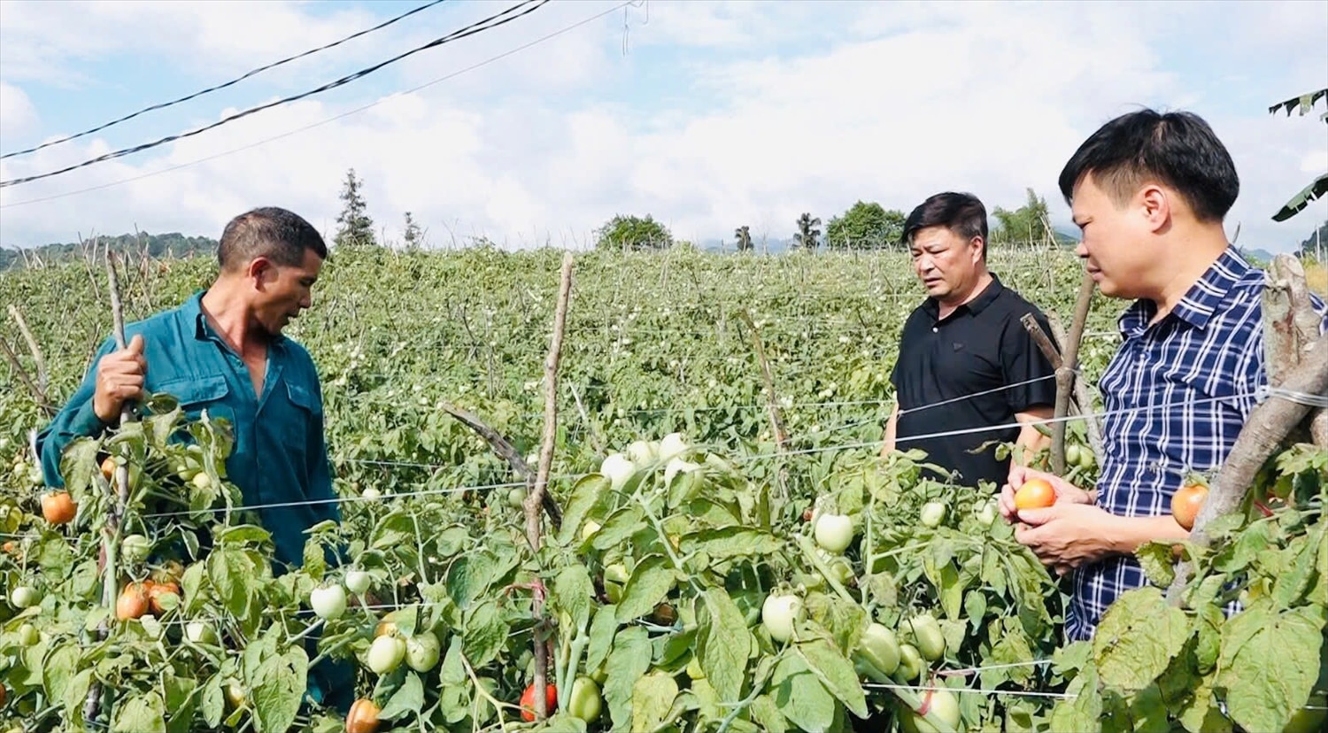 Toàn huyện Quản Bạ hiện có 162 ha cà chua được trồng theo mô hình bao tiêu sản phẩm đầu ra.