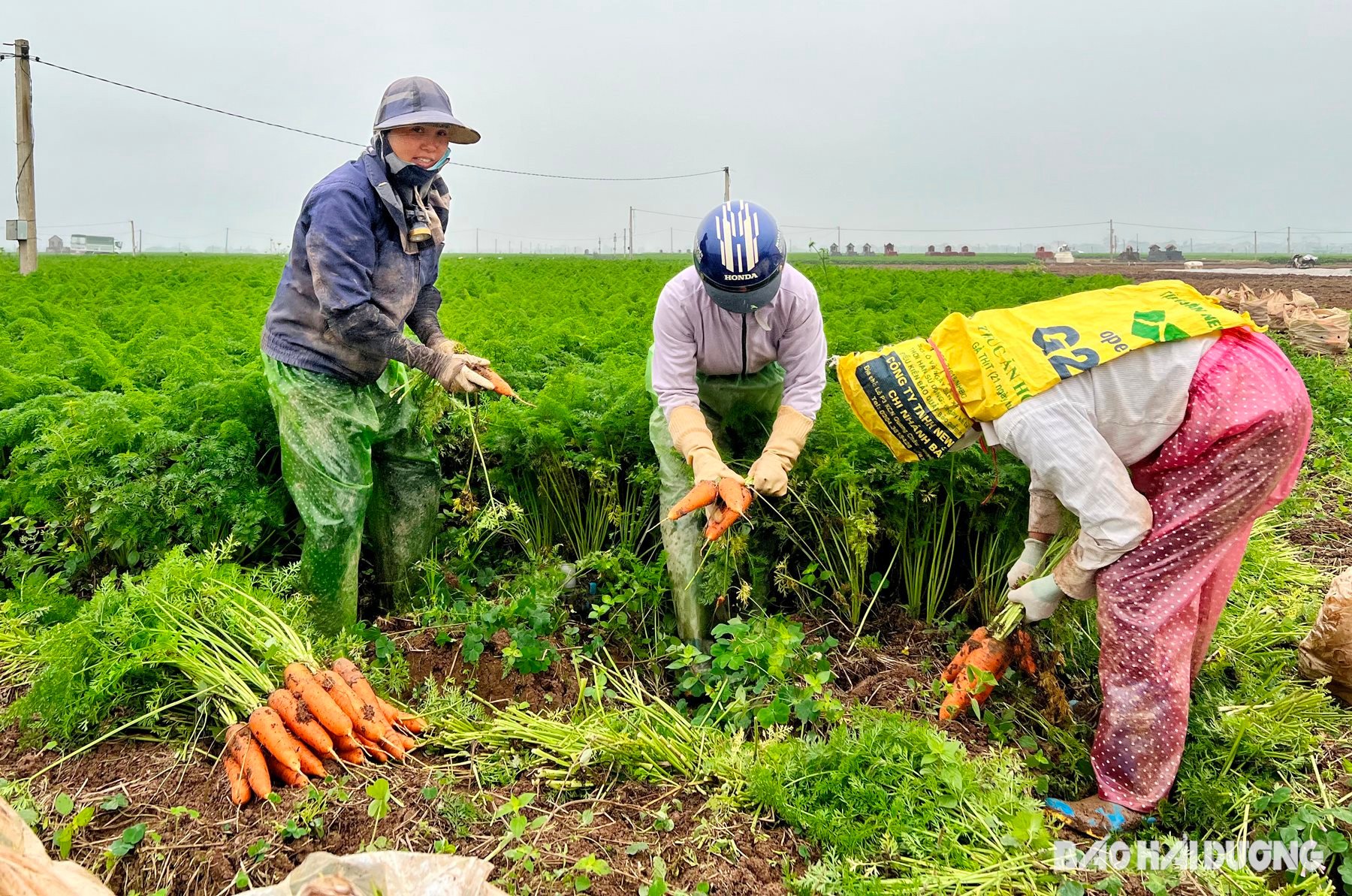 carrot-duc-chinh.jpg