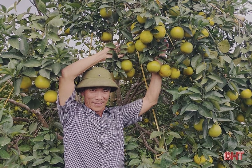 Las naranjas Ha Tinh de temporada temprana 