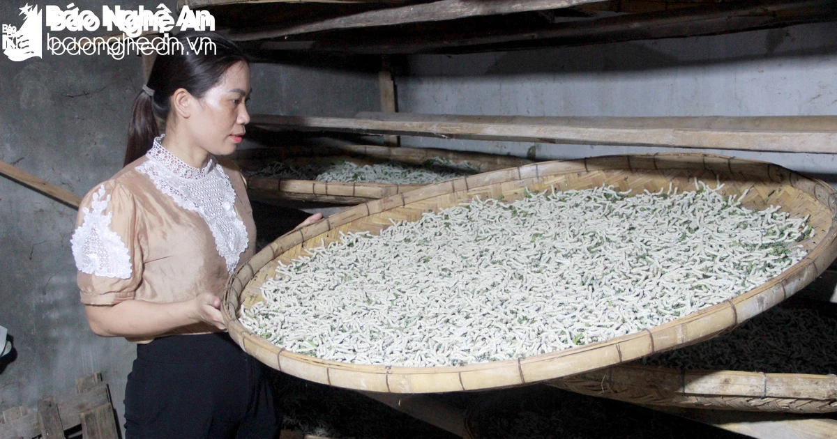 Risk of losing traditional silkworm farming profession in Tan Ky