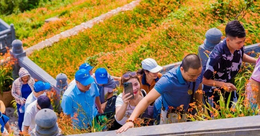 Festival coloré des fleurs de riz uniques 2024 sur le pic Fansipan