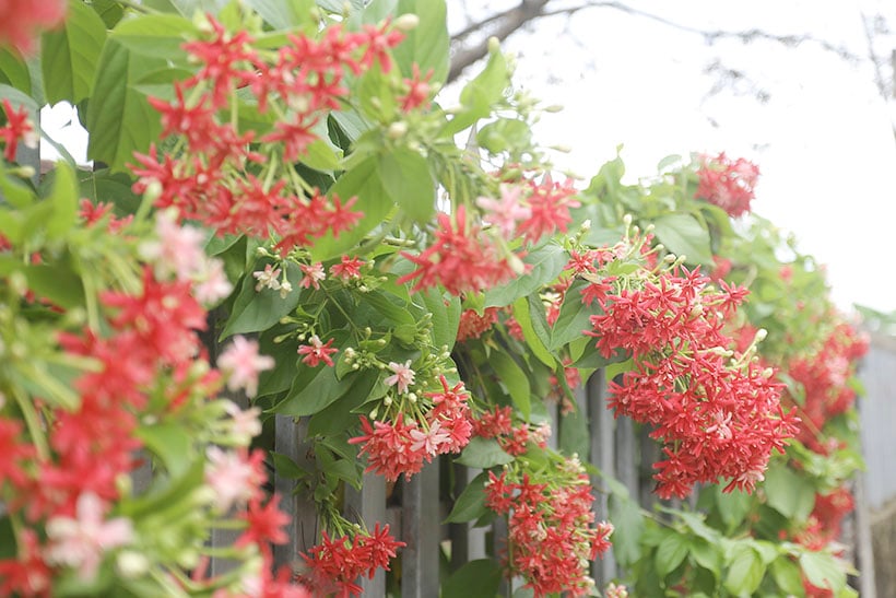 Lila Bougainvillea-Blüten blühen in der neuen ländlichen Gegend von Can Loc