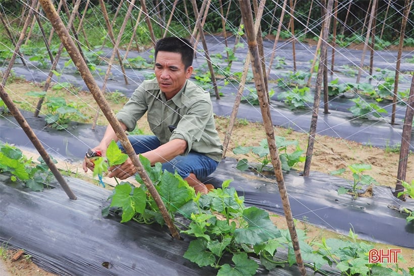 Độc lạ Vũ Quang: Trồng bí xanh hữu cơ trên đất đồi cho hiệu quả cao