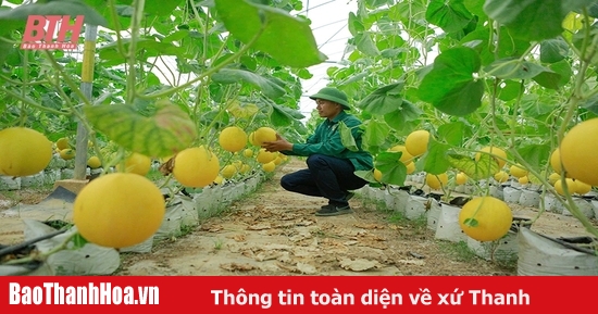 Phát triển nông nghiệp chủ lực ứng dụng công nghệ cao, quy mô lớn