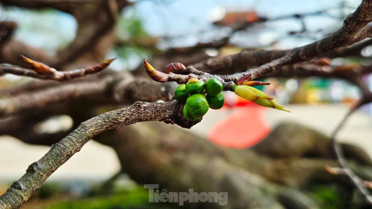 Mê mẩn với hoàng mai ‘độc lạ’, biểu tượng sắc xuân xứ Huế ảnh 13