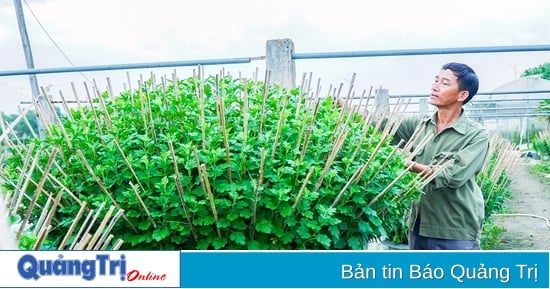 Die Bauern im Bezirk Dong Giang sind damit beschäftigt, sich um die Tet-Blumen zu kümmern.