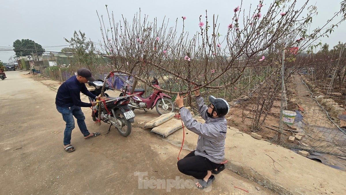 Hanoi: Las flores de durazno de Nhat Tan aumentan drásticamente de precio, incluso con millones de dongs, todavía es difícil comprarlas. Foto 7
