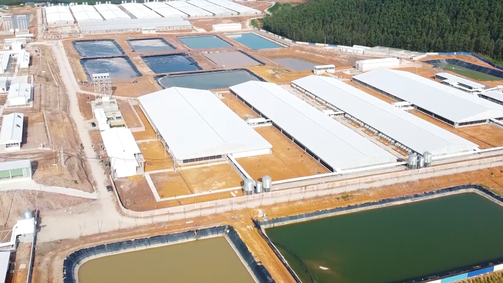 High-tech pig farm project invested by Greentech Livestock Joint Stock Company in Quang Son commune (Hai Ha district). Photo: Nguyen Thom